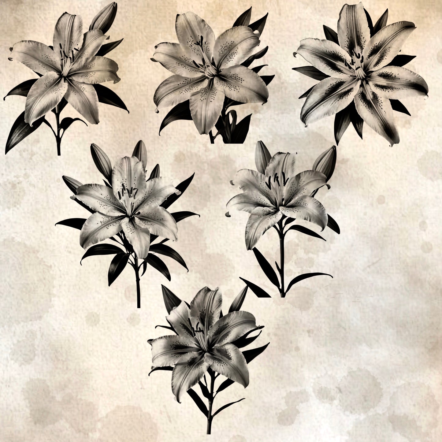 Lily Flowers Realism Set, 50 Procreate Designs