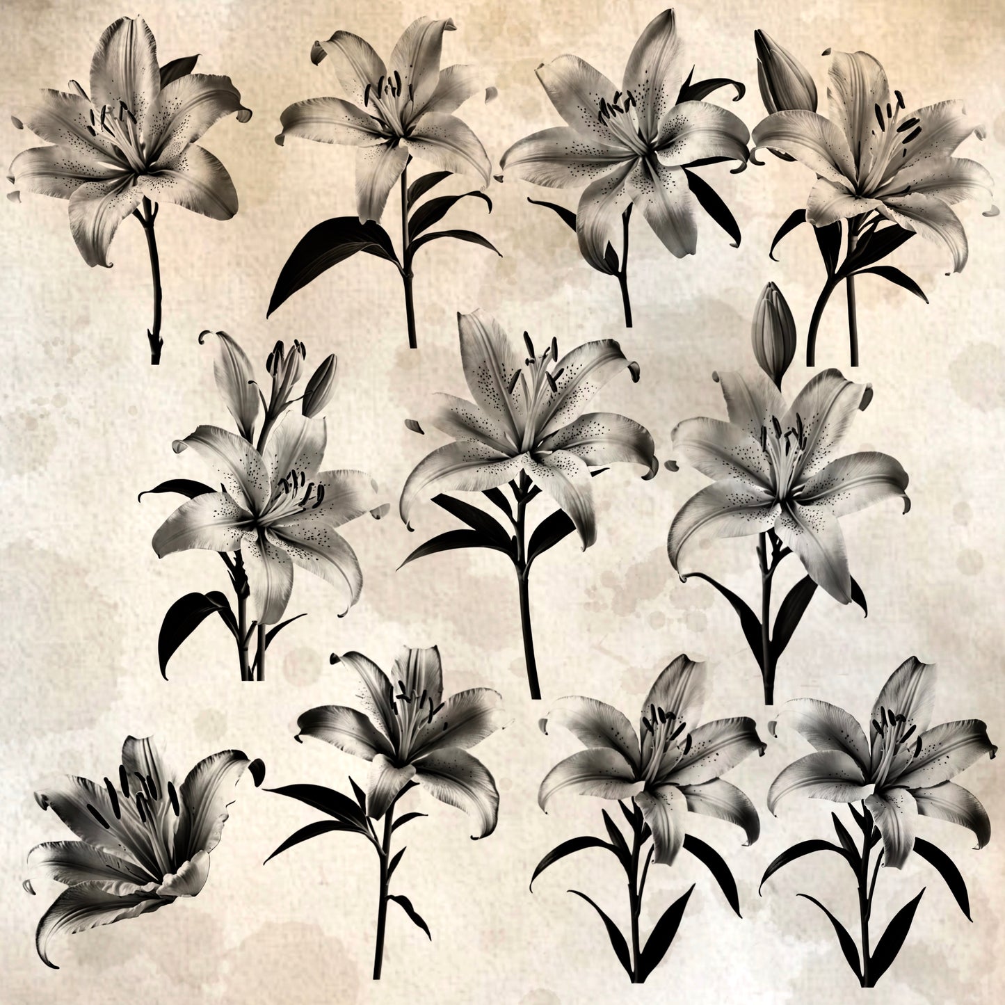 Lily Flowers Realism Set, 50 Procreate Designs